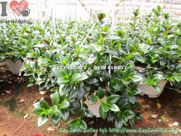 Cây cá vàng treo hoa vàng rực rỡ – Ms 12949 tại ILG