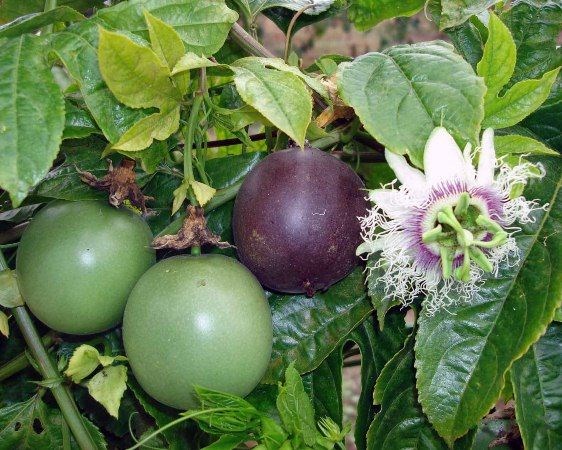 Quả chanh dây chín tím trên giàn – thu hoạch tại vườn ILG