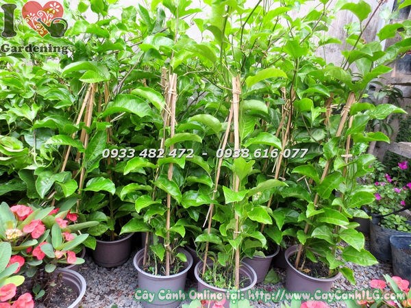 Cây chanh dây giống chuẩn xuất vườn từ ILG – I Love Gardening