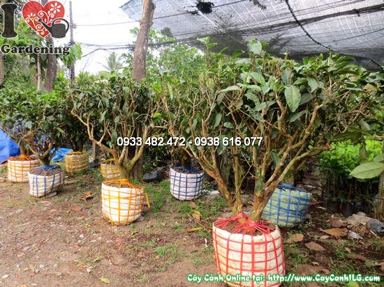 Cây chè gốc cao 0,7m - dáng cổ thụ, gốc to, hoa trắng tinh khôi