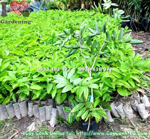 Cây chôm chôm giống 50cm – thân khỏe, bộ rễ tốt, sẵn sàng trồng