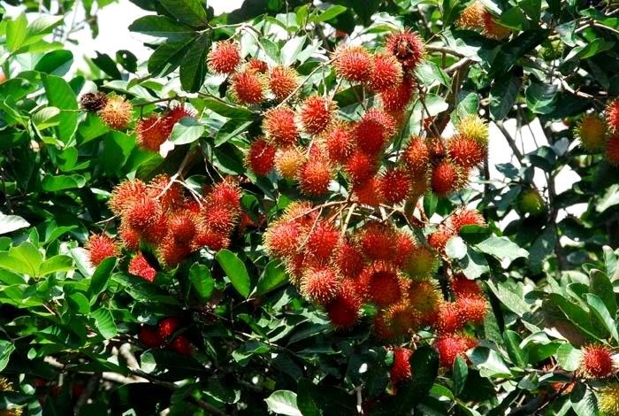 Cây chôm chôm trưởng thành tán rộng trồng trong vườn