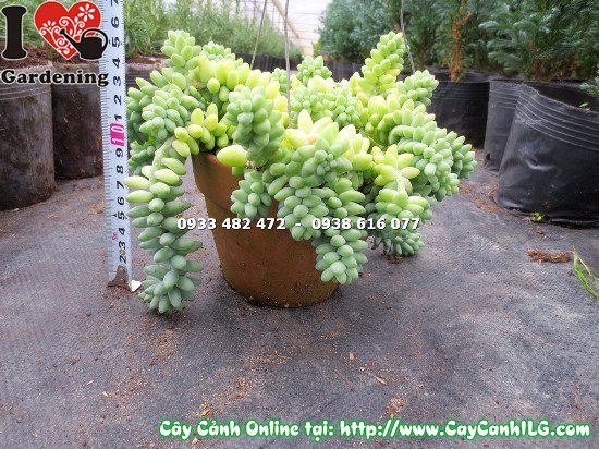 cây chuỗi ngọc bi trang trí nội thất quán cà phê văn phòng