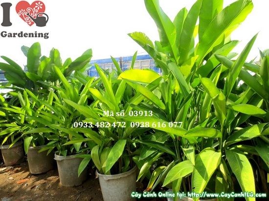 Cây chuối pháo cao 1,5m – buồng hoa to đẹp, màu đỏ rực