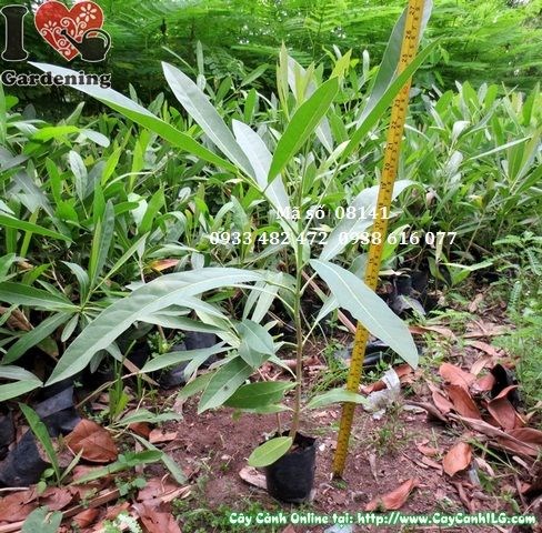 Cây chuông vàng giống 30cm – thân non mướt xanh tại vườn ILG