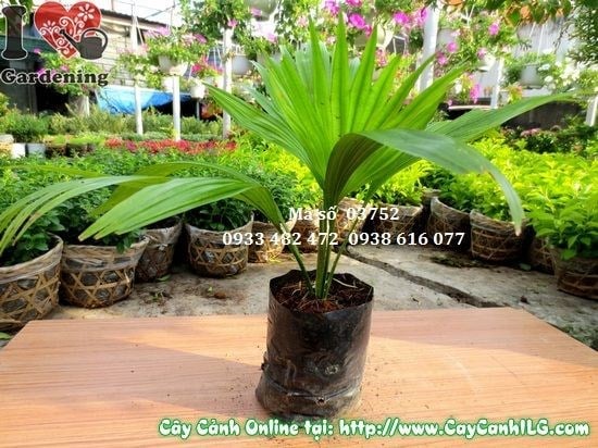 Cây cọ con cao 15cm - cây cảnh sân vườn Ms 03752