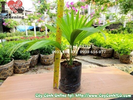 Cây cọ con Ms 03752 - cây cọ kè cảnh quan