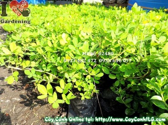 Thảm cỏ đậu phộng hoa vàng phủ xanh diện tích lớn