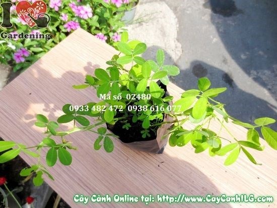 Cỏ đậu phộng hoa vàng – thảm xanh đẹp cho cảnh quan và phong thủy