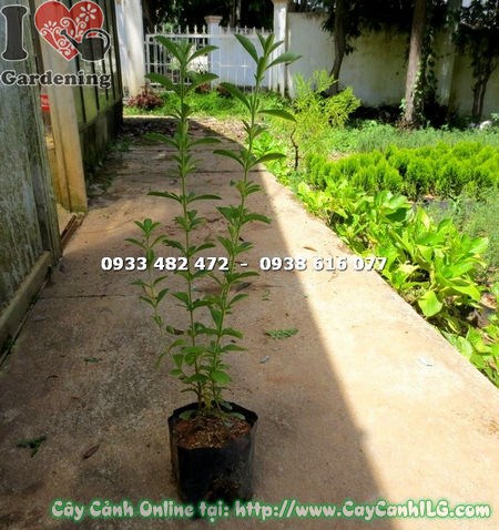 Cây cỏ ngọt giống cao 50cm – lá xanh tươi, kích thước chuẩn