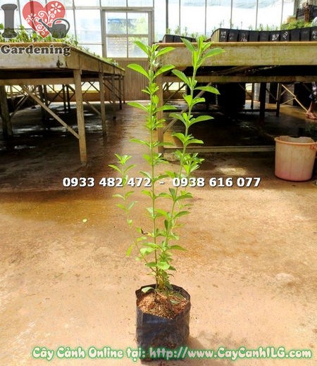 Cây cỏ ngọt giống cao 50cm – thân cành vững chắc, tán lá dày