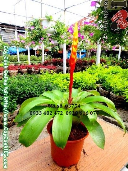 Đặc điểm lá và hình dáng cây cờ vàng cao 35cm