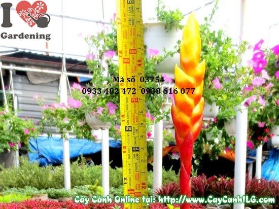 Cây cờ vàng 35cm – trang trí nội thất và phong thủy