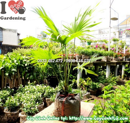 Cây cọ xẻ 50cm - cọ xẻ trồng cảnh quan