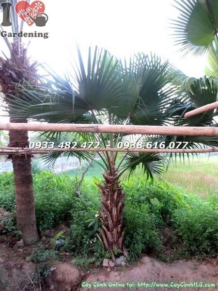 Cây cọ xẻ lóng 1m cao 2m - cọ xẻ cảnh quan công trình