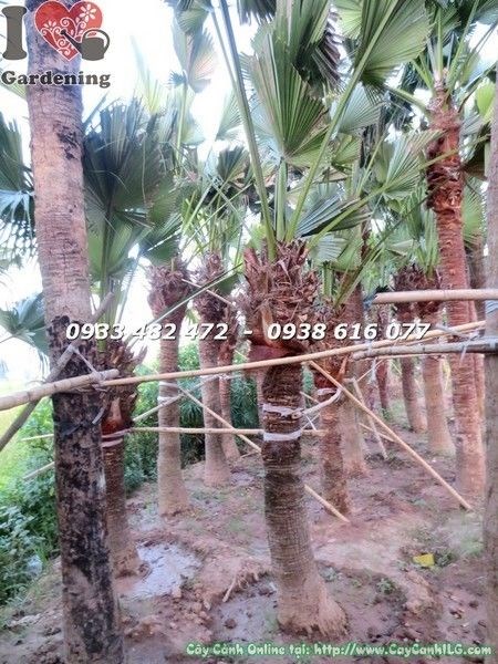 Cây cọ xẻ lóng 2m cao 4m - cây cảnh ILG