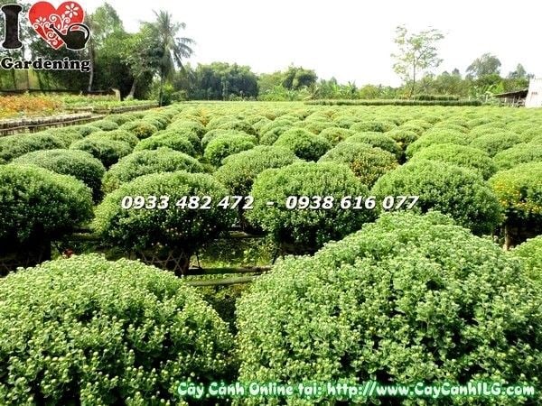 Đặc điểm hoa cúc mâm xôi vàng đẹp tươi ngày Tết