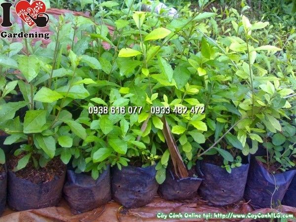 Cây Cúc Tần Ấn Độ được trồng trang trí cảnh quan công trình đẹp
