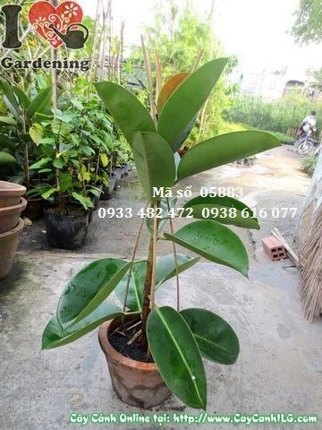 Cây đa búp đỏ nhỏ cao 50cm – cây cảnh nội thất đẹp tại ILG