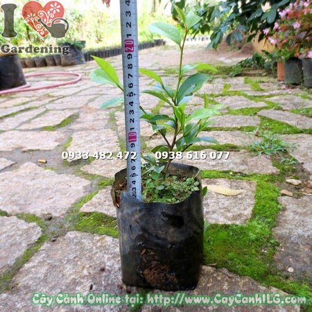 Cây Dạ Hợp Hương giống cao 20cm – cây non khỏe mạnh, lá xanh tươi