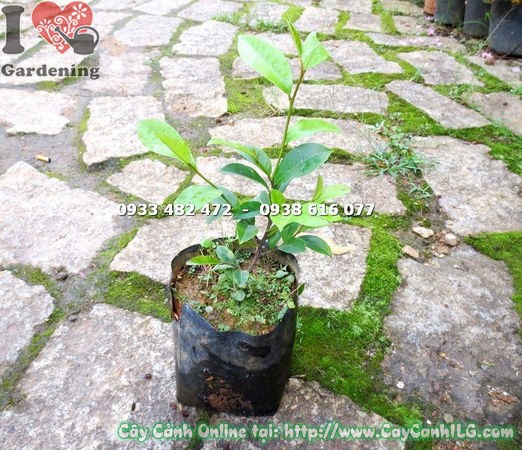 Cây Dạ Hợp Hương giống – sinh trưởng tốt, phù hợp cảnh quan