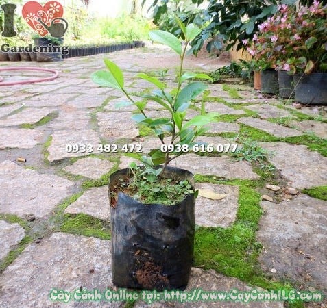 Cây dạ hợp hương giống cao 20cm – lá xanh mướt, phát triển khỏe mạnh