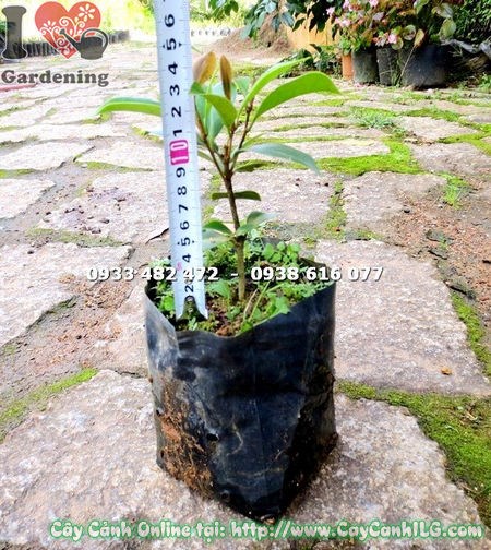Cây dạ hợp hương giống nhỏ cao 12cm – Ms 16834 tại ILG