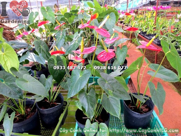 Ứng dụng cây Đại Hồng Môn trong cảnh quan không gian thương mại