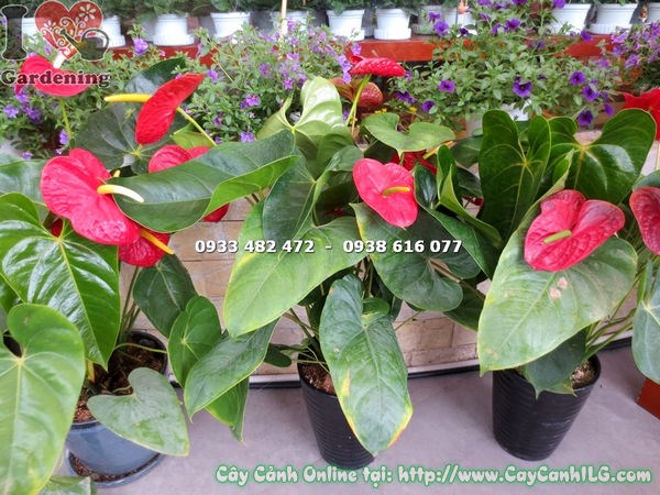 Cây Đại Hồng Môn khỏe mạnh không sâu bệnh