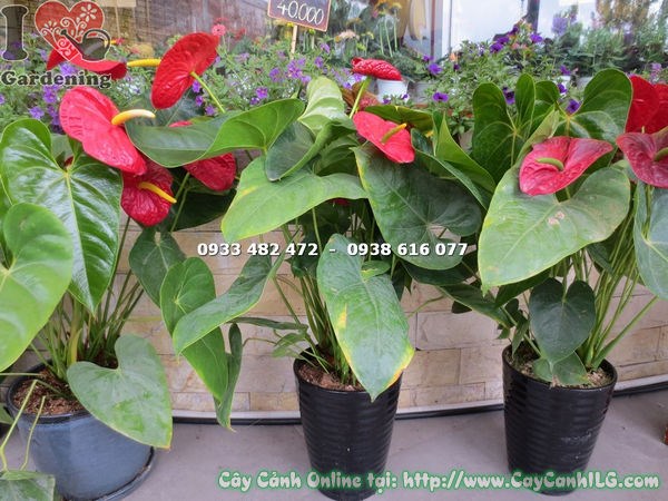 Cây Đại Hồng Môn Hoa Đỏ - cây cảnh nhiệt đới hoa đỏ rực rỡ