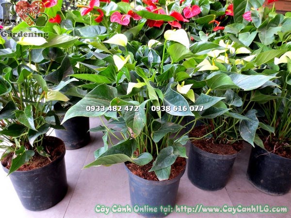 Cây đại hồng môn hoa xanh cao 40cm đặt trang trí văn phòng