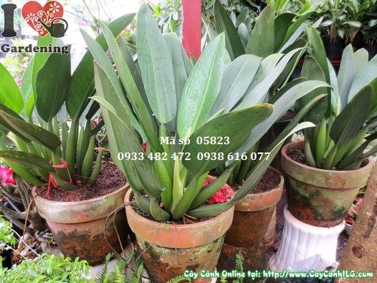 Cây Đại Phát Tài lớn đẹp tại vườn ILG TP.HCM