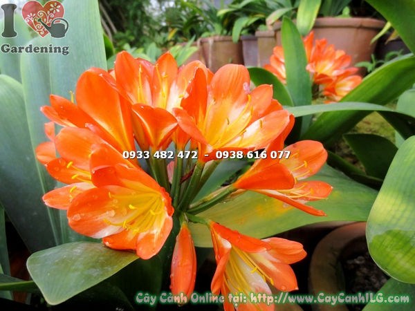 Cây Đại Quân Tử nở hoa cam đẹp