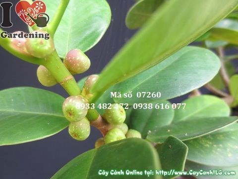 Cây da Nhật giống mới khoẻ mạnh, không sâu bệnh