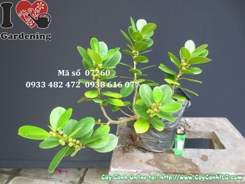 Cây da nhật giống mới có trái 20cm – dáng bonsai mini đặc sắc
