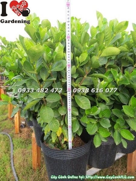 Cây dành dành 50cm lá xanh bóng đẹp