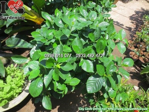 Cây dành dành trồng cảnh quan sân vườn
