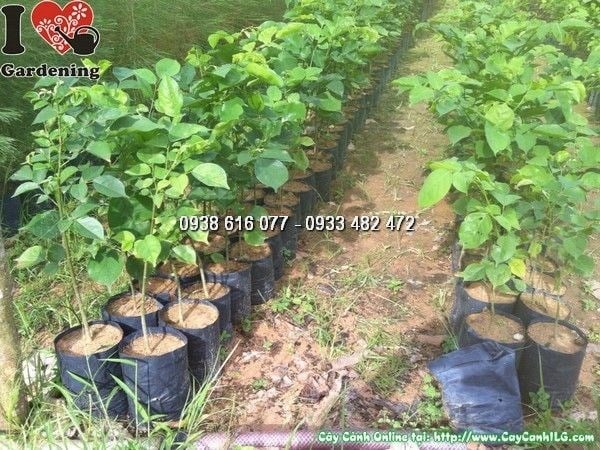 Cây đàn hương đỏ giống cao 50cm – hình thực tế tại ILG