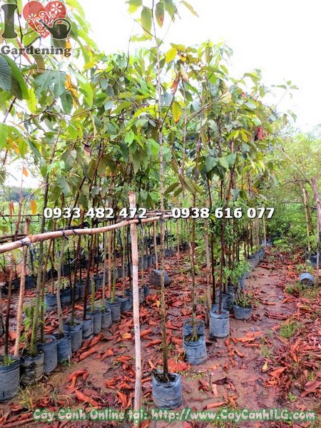 Cây dầu giống 2,5m - cung cấp số lượng lớn cho công trình ILG