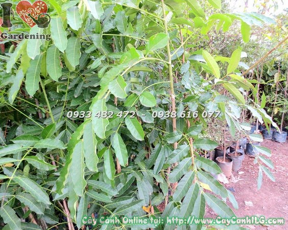 Cây dầu rái trồng công trình cảnh quan khuôn viên