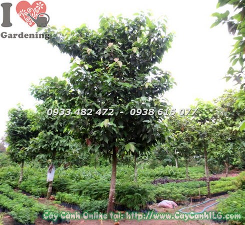 Cây dầu rái cao 5m ứng dụng công trình cảnh quan