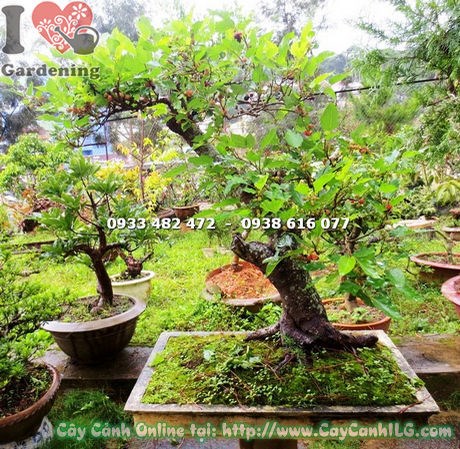 Cây dâu tằm bonsai cao 1m – tán lá xanh mướt, trái đỏ tím đặc trưng