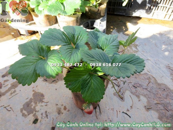 cây dâu tây ms 12964 lá xanh quả đỏ tại vườn ILG