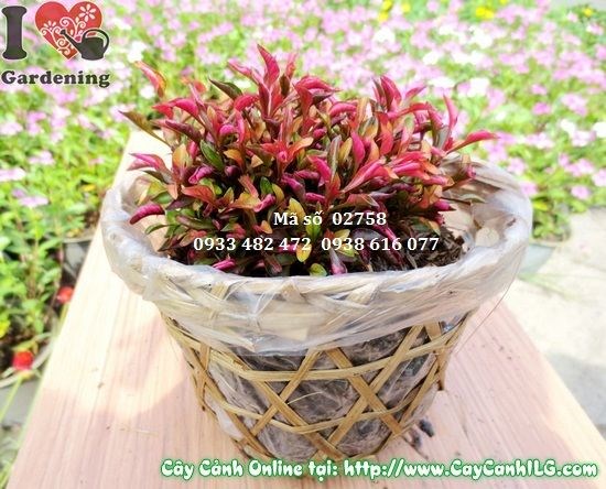 Cây dền đỏ cao 8cm – giống trẻ tán lá đỏ tươi