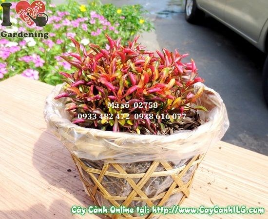 Cây dền đỏ 8cm phủ thảm bồn hoa cảnh quan đô thị