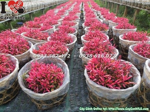 Cây dền đỏ 8cm ứng dụng trang trí sân vườn và cảnh quan