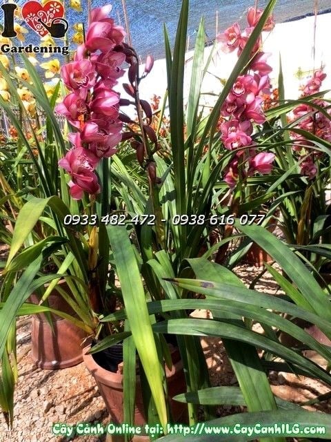 Địa lan Tết hồng trang trí không gian sang trọng dịp Xuân