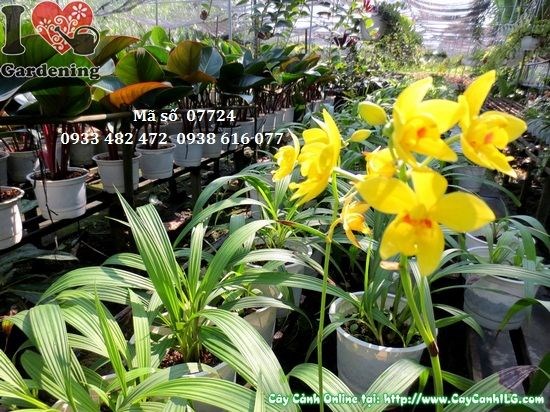Cây địa lan vàng giống mới cao 40cm - sắc hoa vàng tươi tắn