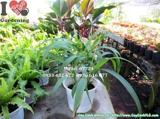 Đặc điểm cây địa lan vàng giống mới nhất - lá xanh bóng, hoa vàng đẹp