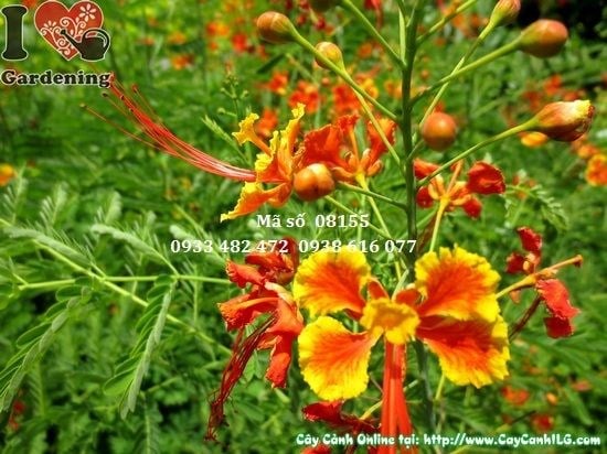 Cây điệp cúng cao 1,1m - cây kim phượng hoa đẹp sân vườn